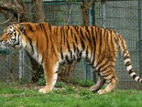 Sibirischer Tiger